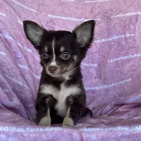 Addison Chocolate LC, a female Chihuahua for sale in Spiro, OK – Photo 1 of 10