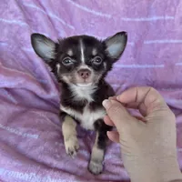 Addison Chocolate LC, a female Chihuahua for sale in Spiro, OK – Photo 4 of 10