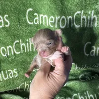 Spud LC Micro Tiny Lavender, a male Chihuahua for sale in Spiro, OK – 5 of 10