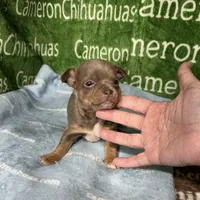 Honor Lavender Tricolor Short Ct, a male Chihuahua for sale in Spiro, OK – Photo 6 of 10
