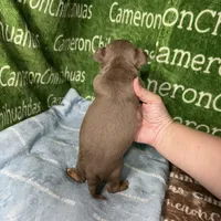 Honor Lavender Tricolor Short Ct, a male Chihuahua for sale in Spiro, OK – Photo 9 of 10