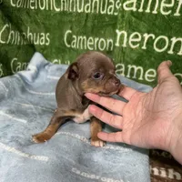 Honor Lavender Tricolor Short Ct, a male Chihuahua for sale in Spiro, OK – Photo 7 of 10