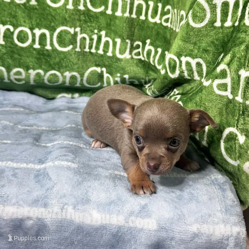 Honor Lavender Tricolor Short Ct – Chihuahua puppy for sale in Spiro, OK