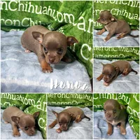 Honor Lavender Tricolor Short Ct, a male Chihuahua for sale in Spiro, OK – 7 of 10