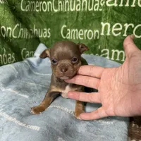 Honor Lavender Tricolor Short Ct, a male Chihuahua for sale in Spiro, OK – Photo 5 of 10