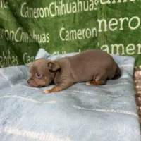 Honor Lavender Tricolor Short Ct, a male Chihuahua for sale in Spiro, OK – Photo 4 of 10