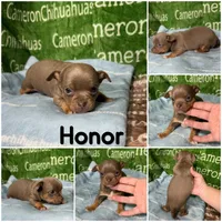 Honor Lavender Tricolor Short Ct, a male Chihuahua for sale in Spiro, OK – Photo 10 of 10