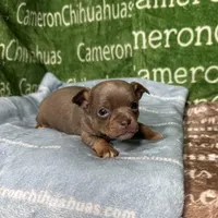 Honor Lavender Tricolor Short Ct, a male Chihuahua for sale in Spiro, OK – Photo 8 of 10