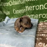 Honor Lavender Tricolor Short Ct, a male Chihuahua for sale in Spiro, OK – Photo 3 of 10