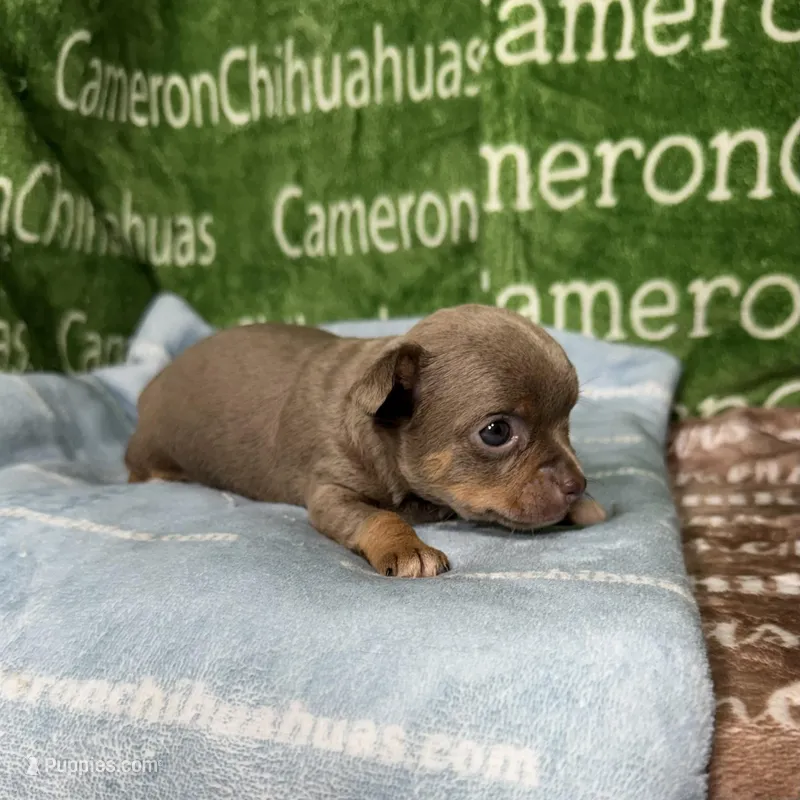 Honor Lavender Tricolor Short Ct, a male Chihuahua for sale in Spiro, OK – Photo 1 of 10