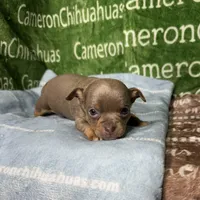 Honor Lavender Tricolor Short Ct, a male Chihuahua for sale in Spiro, OK – Photo 2 of 10