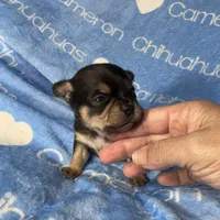 Jed Short Coat , a male Chihuahua for sale in Spiro, OK – 5 of 9