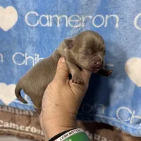Barley Long Coat Lavender, a male Chihuahua for sale in Spiro, OK – 10 of 10