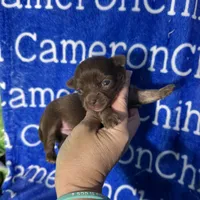 Rolo Long Coat, a male Chihuahua for sale in Spiro, OK – 9 of 10