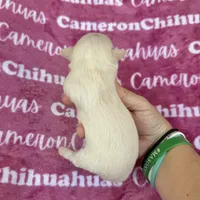 Chloe SC, a female Chihuahua for sale in Spiro, OK – 5 of 10