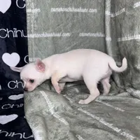 Polar SC White, a male Chihuahua for sale in Spiro, OK – 3 of 10