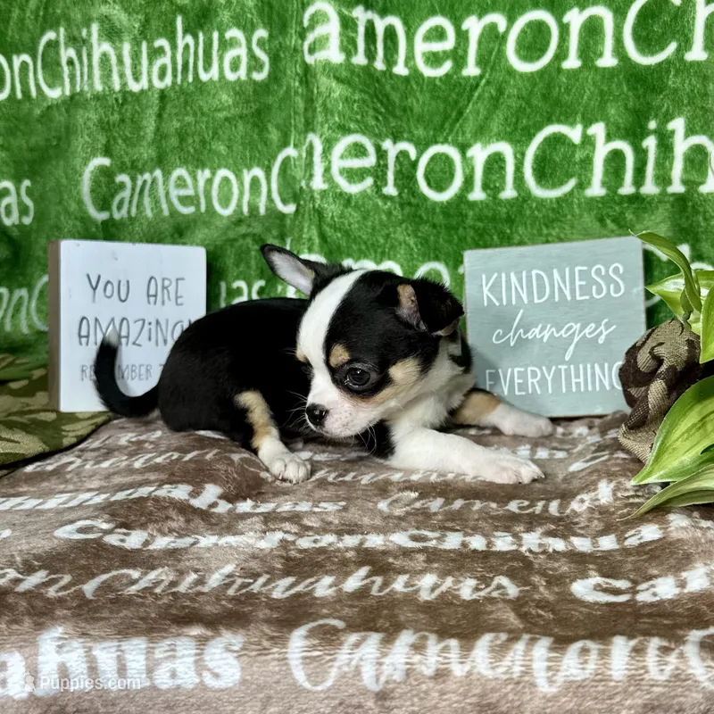 Jethro Short Coat – Chihuahua puppy for sale in Spiro, OK