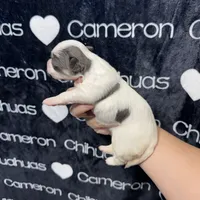 Brie Blue Long coat , a female Chihuahua for sale in Spiro, OK – 8 of 10