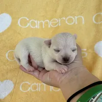 Polar SC White, a male Chihuahua for sale in Spiro, OK – 2 of 9