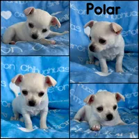 Polar SC White, a male Chihuahua for sale in Spiro, OK – 10 of 10