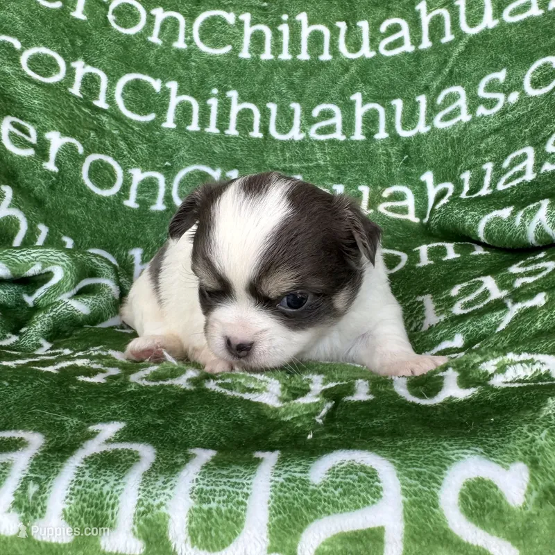 Bliss Blue Long Coat AKC ACA – Chihuahua puppy for sale in Spiro, OK