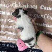 Bliss Blue Long Coat AKC ACA, a female Chihuahua for sale in Spiro, OK – 9 of 10