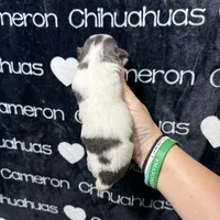 Bliss Blue Long Coat AKC ACA, a female Chihuahua for sale in Spiro, OK – 7 of 10