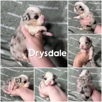Drysdale Long Coat Merle, a male Chihuahua for sale in Spiro, OK – 9 of 9