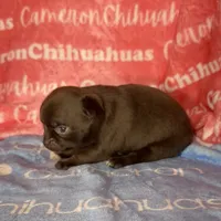 Shoko Short Coat Chocolate , a female Chihuahua for sale in Spiro, OK – 4 of 6
