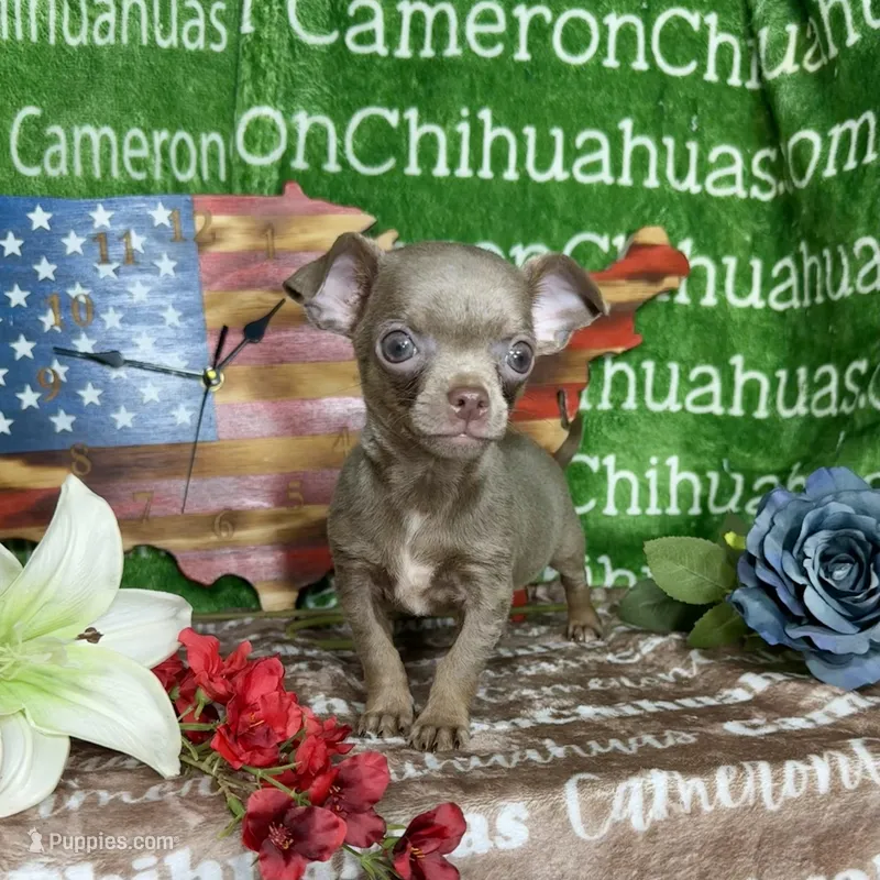 Freedom Lavender Short Coat – Chihuahua puppy for sale in Spiro, OK