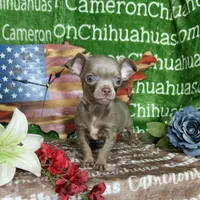 Freedom Lavender Short Coat, a male Chihuahua for sale in Spiro, OK – 1 of 10