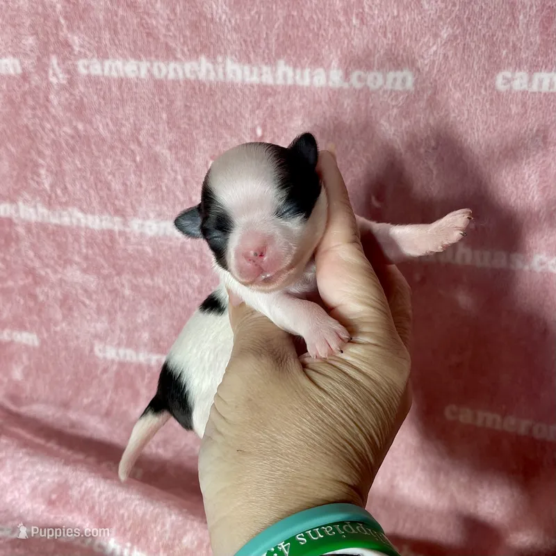 Sage Tiny Long Coat – Chihuahua puppy for sale in Spiro, OK