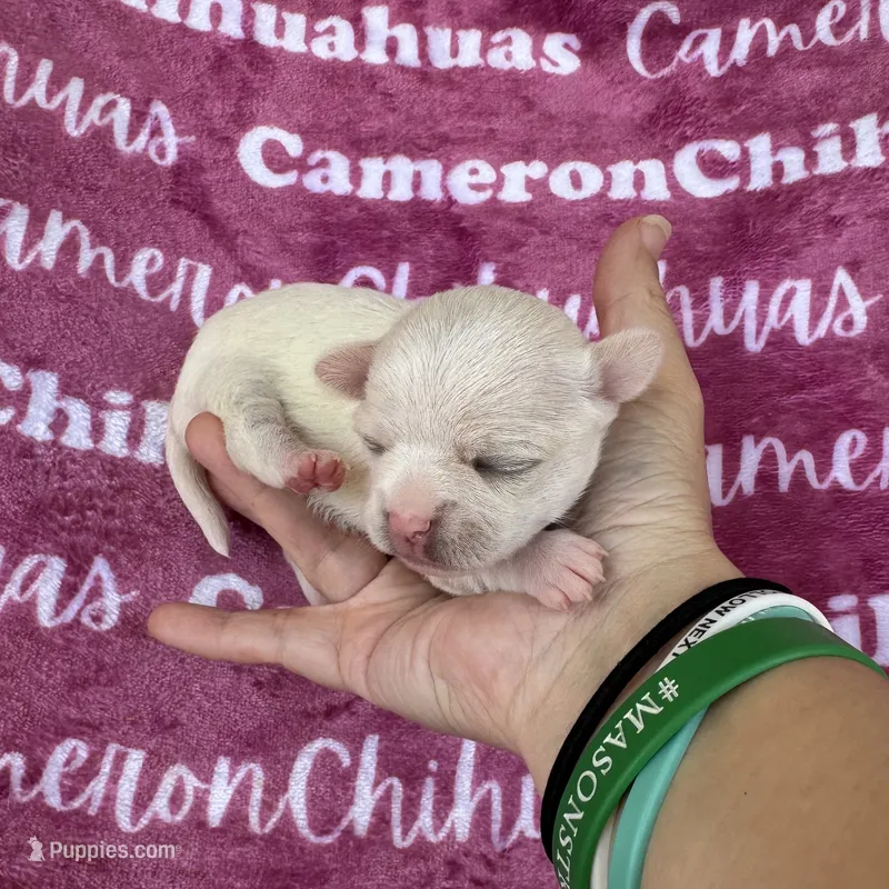 Chloe SC – Chihuahua puppy for sale in Spiro, OK
