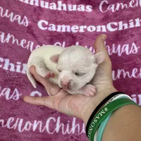Chloe SC, a female Chihuahua for sale in Spiro, OK – 1 of 10
