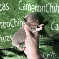Spud LC Micro Tiny Lavender, a male Chihuahua for sale in Spiro, OK – 7 of 10