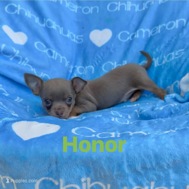 Honor Lavender Tricolor Short Ct – Chihuahua puppy for sale in Spiro, OK