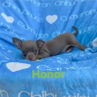 Honor Lavender Tricolor Short Ct, a male Chihuahua for sale in Spiro, OK – 1 of 10