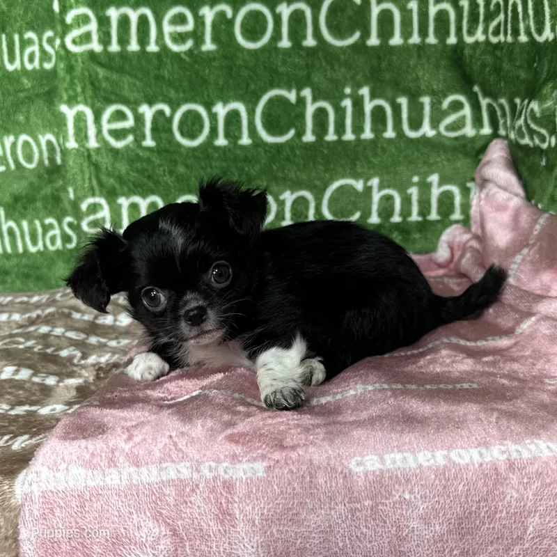 Daisy Long Coat, a female Chihuahua for sale in Spiro, OK – Photo 1 of 9