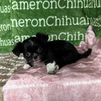 Daisy Long Coat, a female Chihuahua for sale in Spiro, OK – Photo 1 of 9