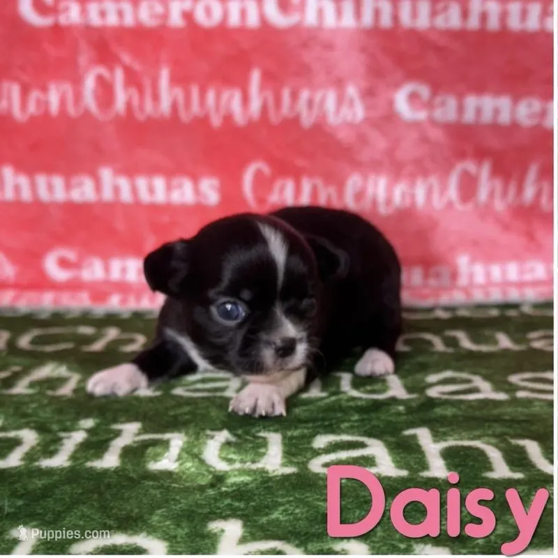 Daisy Long Coat – Chihuahua puppy for sale in Spiro, OK