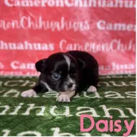 Daisy Long Coat, a female Chihuahua for sale in Spiro, OK – Photo 1 of 6