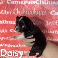 Daisy Long Coat, a female Chihuahua for sale in Spiro, OK – Photo 2 of 6