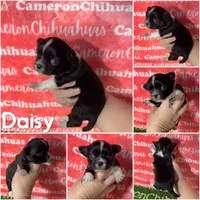 Daisy Long Coat, a female Chihuahua for sale in Spiro, OK – Photo 4 of 6