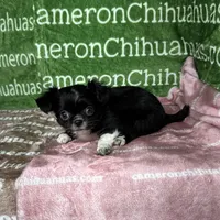 Daisy Long Coat, a female Chihuahua for sale in Spiro, OK – Photo 5 of 9