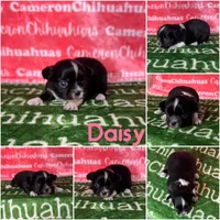 Daisy Long Coat, a female Chihuahua for sale in Spiro, OK – Photo 3 of 6