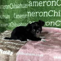 Daisy Long Coat, a female Chihuahua for sale in Spiro, OK – Photo 2 of 9