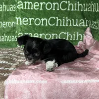 Daisy Long Coat, a female Chihuahua for sale in Spiro, OK – Photo 3 of 9