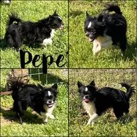 Daisy Long Coat, a female Chihuahua for sale in Spiro, OK – Photo 6 of 6