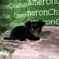 Daisy Long Coat, a female Chihuahua for sale in Spiro, OK – Photo 4 of 9