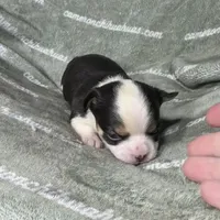 Jethro Short Coat, a male Chihuahua for sale in Spiro, OK – 4 of 8